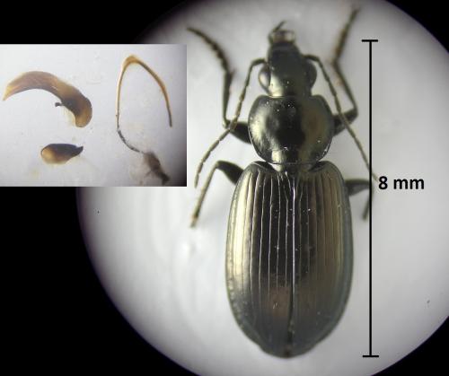 Agonum alpestre